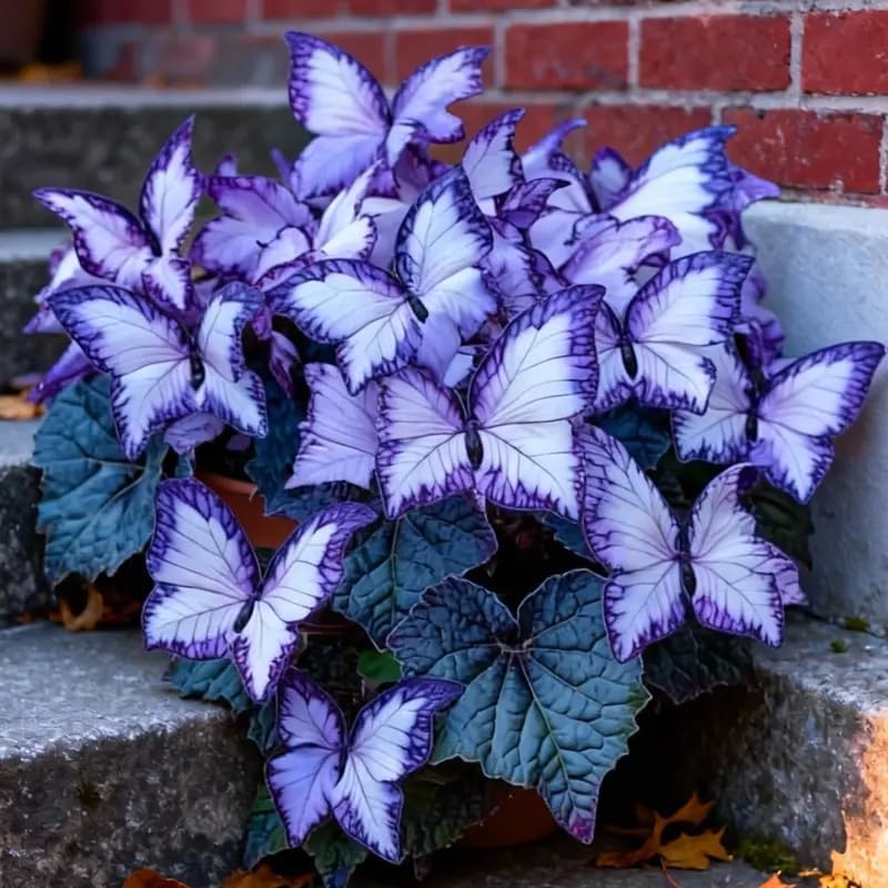 Butterfly Leaf Geranium Seeds