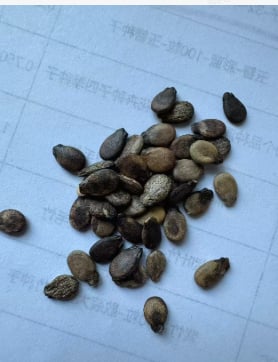 🍉Lazy Man's Watermelon Seeds