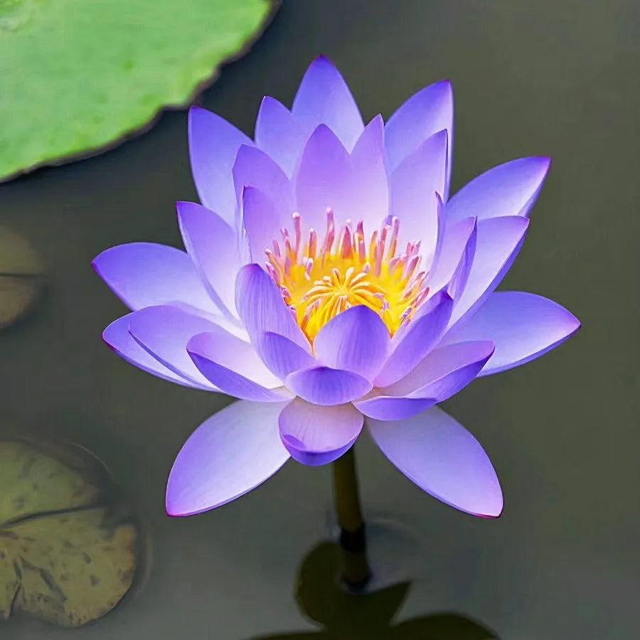 🌸LAST DAY Promotion 50% OFF🌸 Hydroponic Lotus 🌸 | Fresh, Simple & Beautiful(🌱Survival Guaranteed: Free Replacements🌿)