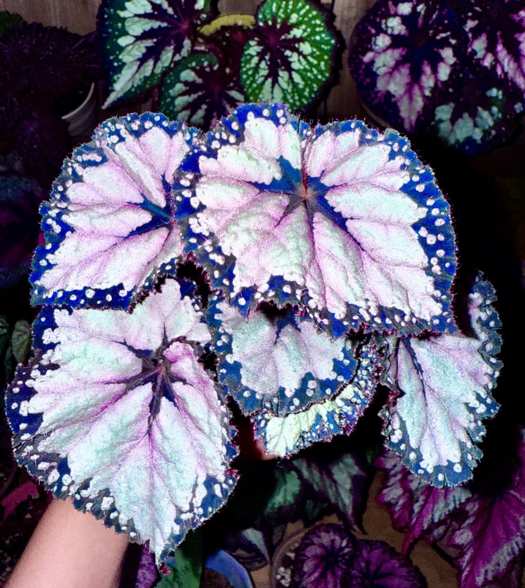 🔥Premium Begonia Seeds: A Rainbow of Blooms for Your Garden 🌈