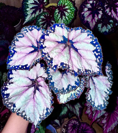 🔥Premium Begonia Seeds: A Rainbow of Blooms for Your Garden 🌈