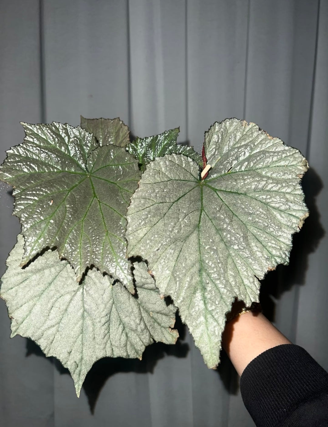 🔥Premium Begonia Seeds: A Rainbow of Blooms for Your Garden 🌈