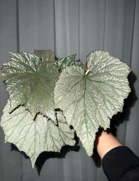 Silver-Plated Begonia