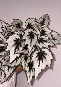 Arctic Breeze Begonia