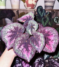 Scorpio Begonia