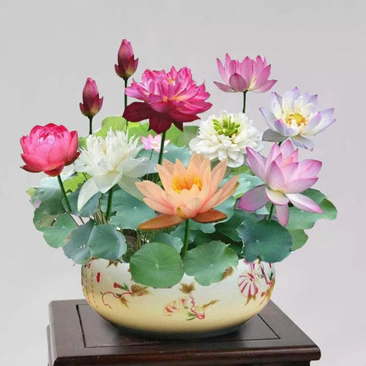 🌸LAST DAY Promotion 50% OFF🌸 Hydroponic Lotus 🌸 | Fresh, Simple & Beautiful(🌱Survival Guaranteed: Free Replacements🌿)