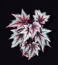 Robert Golden Begonia