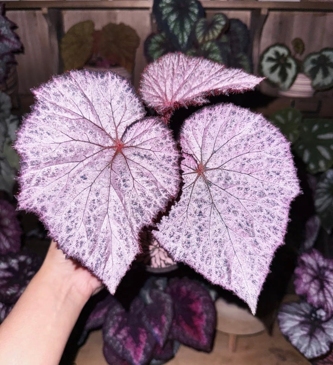 🔥Premium Begonia Seeds: A Rainbow of Blooms for Your Garden 🌈