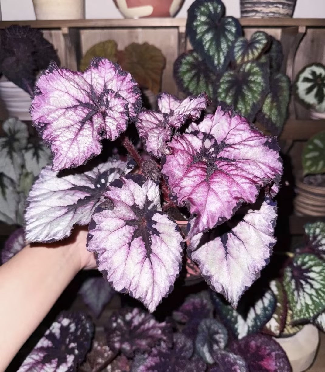 🔥Premium Begonia Seeds: A Rainbow of Blooms for Your Garden 🌈