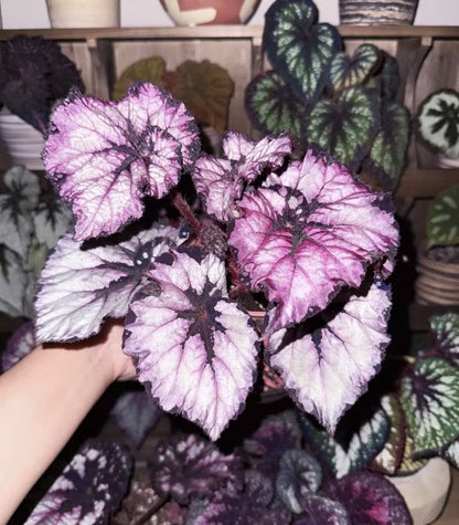 🔥Premium Begonia Seeds: A Rainbow of Blooms for Your Garden 🌈