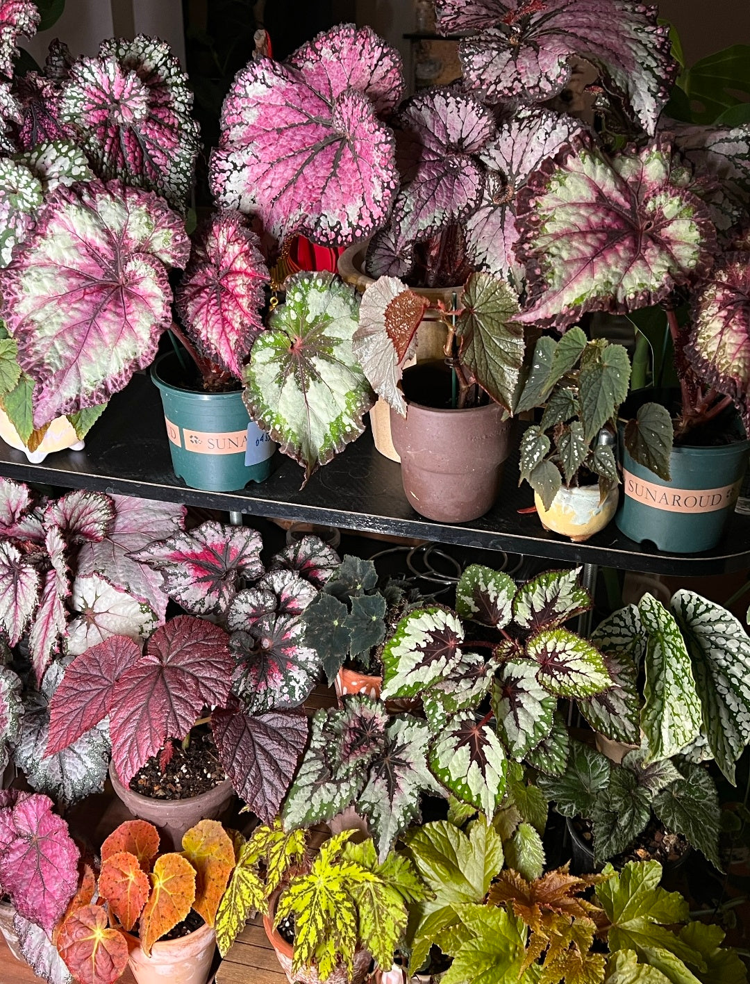 🔥Premium Begonia Seeds: A Rainbow of Blooms for Your Garden 🌈