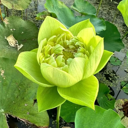 🌸LAST DAY Promotion 50% OFF🌸 Hydroponic Lotus 🌸 | Fresh, Simple & Beautiful(🌱Survival Guaranteed: Free Replacements🌿)