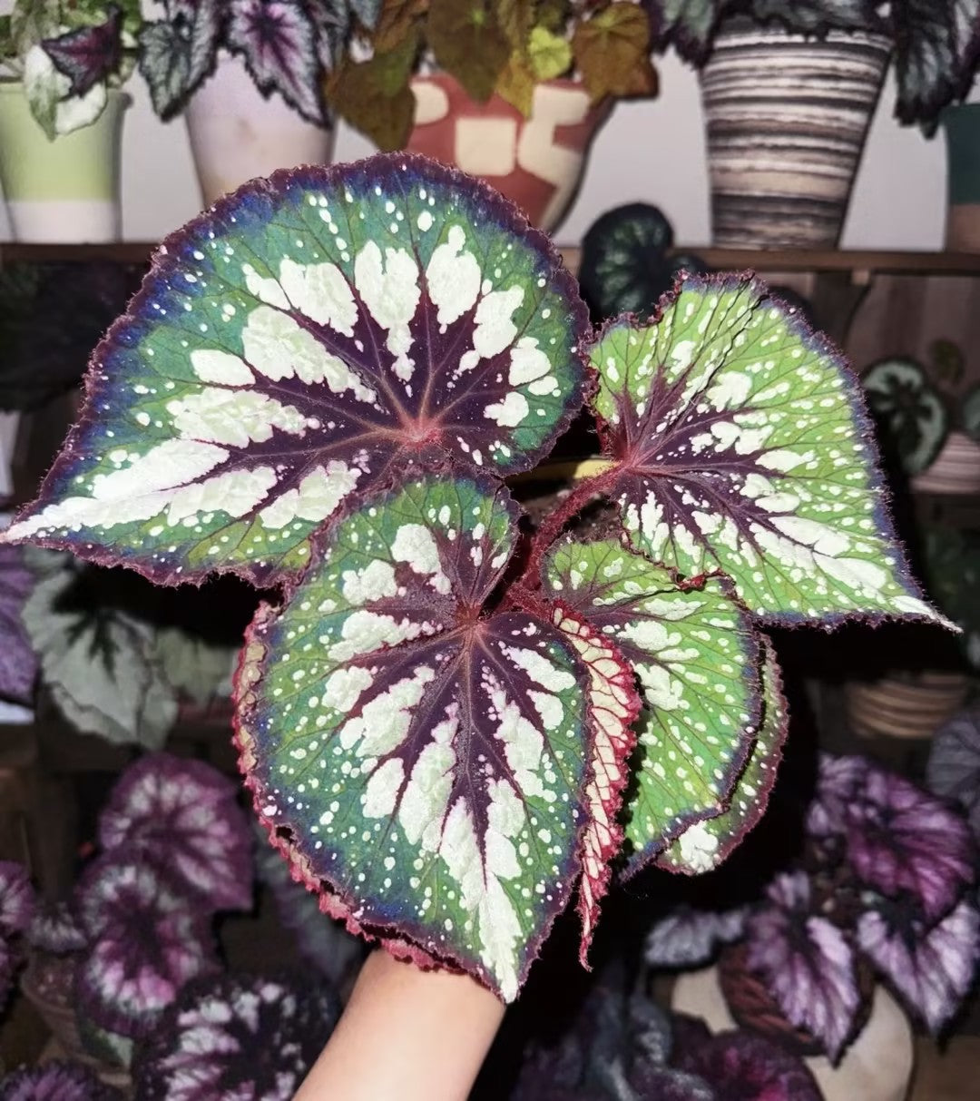 🔥Premium Begonia Seeds: A Rainbow of Blooms for Your Garden 🌈