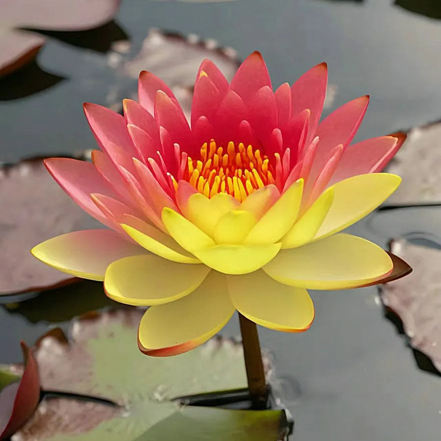 🌸LAST DAY Promotion 50% OFF🌸 Hydroponic Lotus 🌸 | Fresh, Simple & Beautiful(🌱Survival Guaranteed: Free Replacements🌿)