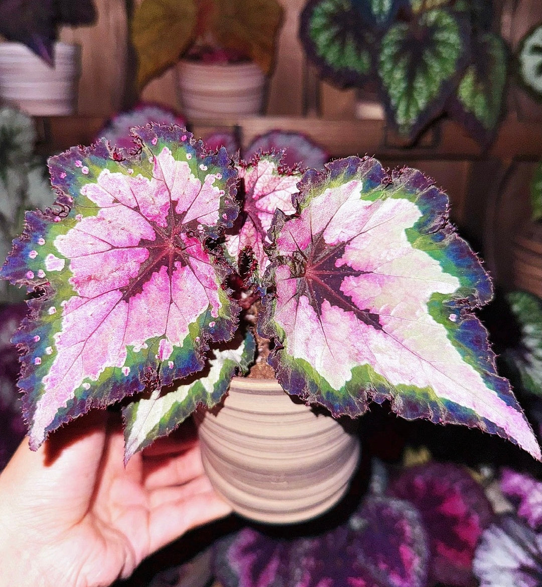 🔥Premium Begonia Seeds: A Rainbow of Blooms for Your Garden 🌈