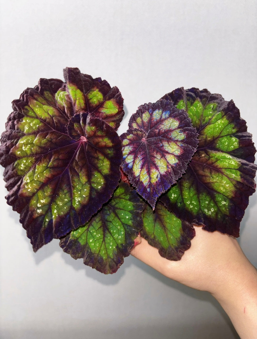 🔥Premium Begonia Seeds: A Rainbow of Blooms for Your Garden 🌈