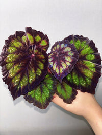 Coco Pistachio Begonia