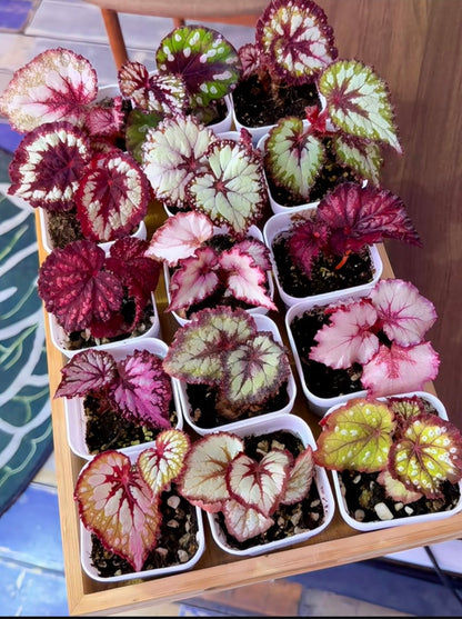 🔥Premium Begonia Seeds: A Rainbow of Blooms for Your Garden 🌈