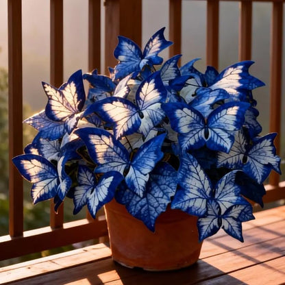 Butterfly Leaf Geranium Seeds
