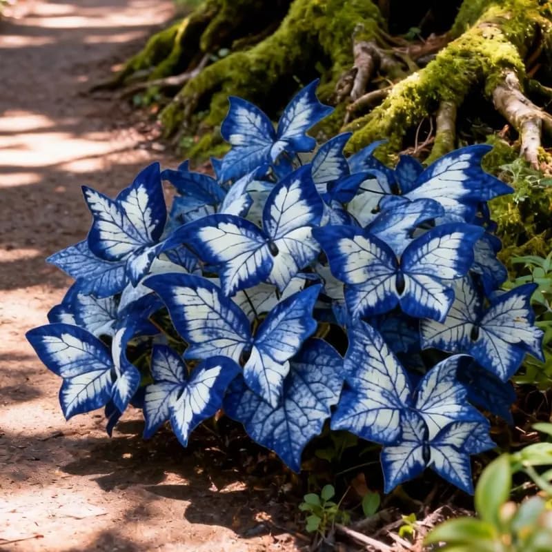 Butterfly Leaf Geranium Seeds