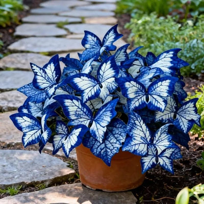 Butterfly Leaf Geranium Seeds