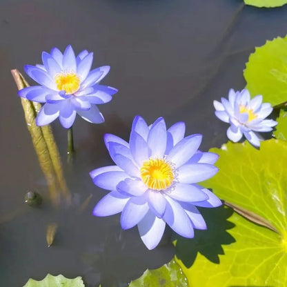 🌸LAST DAY Promotion 50% OFF🌸 Hydroponic Lotus 🌸 | Fresh, Simple & Beautiful(🌱Survival Guaranteed: Free Replacements🌿)