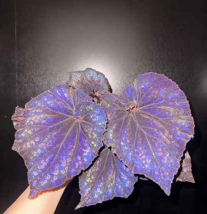 🔥Premium Begonia Seeds: A Rainbow of Blooms for Your Garden 🌈