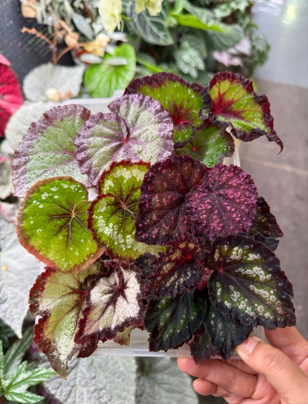 🔥Premium Begonia Seeds: A Rainbow of Blooms for Your Garden 🌈