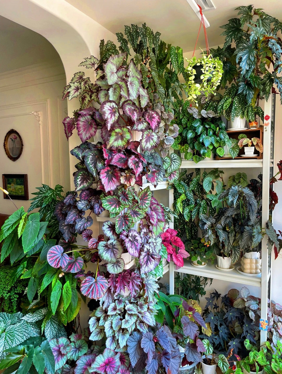 🔥Premium Begonia Seeds: A Rainbow of Blooms for Your Garden 🌈
