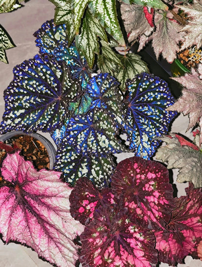 🔥Premium Begonia Seeds: A Rainbow of Blooms for Your Garden 🌈