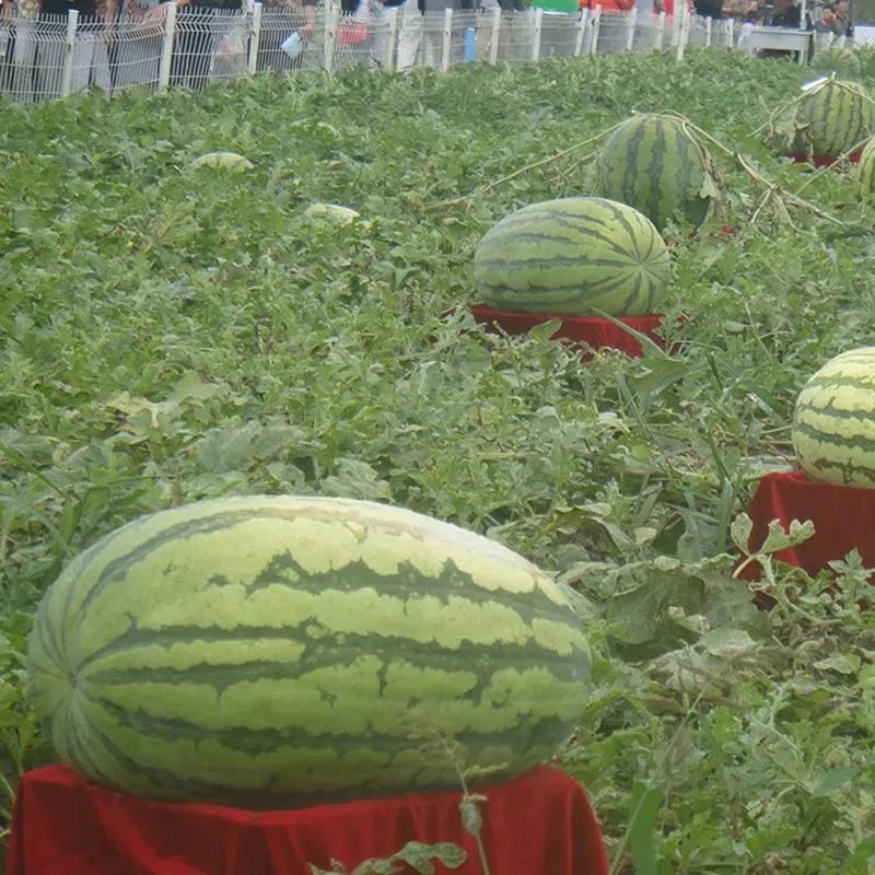 🍉Lazy Man's Watermelon Seeds