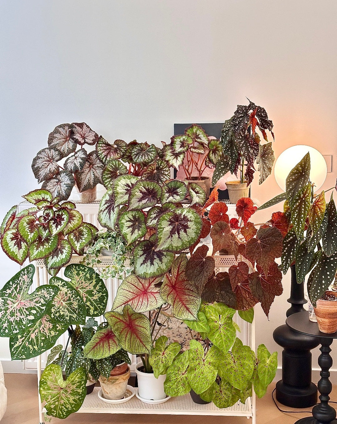 🔥Premium Begonia Seeds: A Rainbow of Blooms for Your Garden 🌈