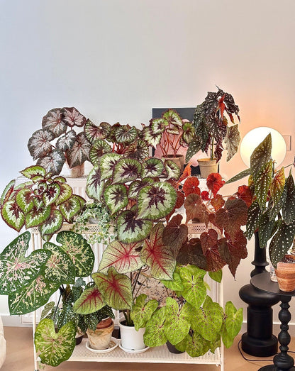 🔥Premium Begonia Seeds: A Rainbow of Blooms for Your Garden 🌈