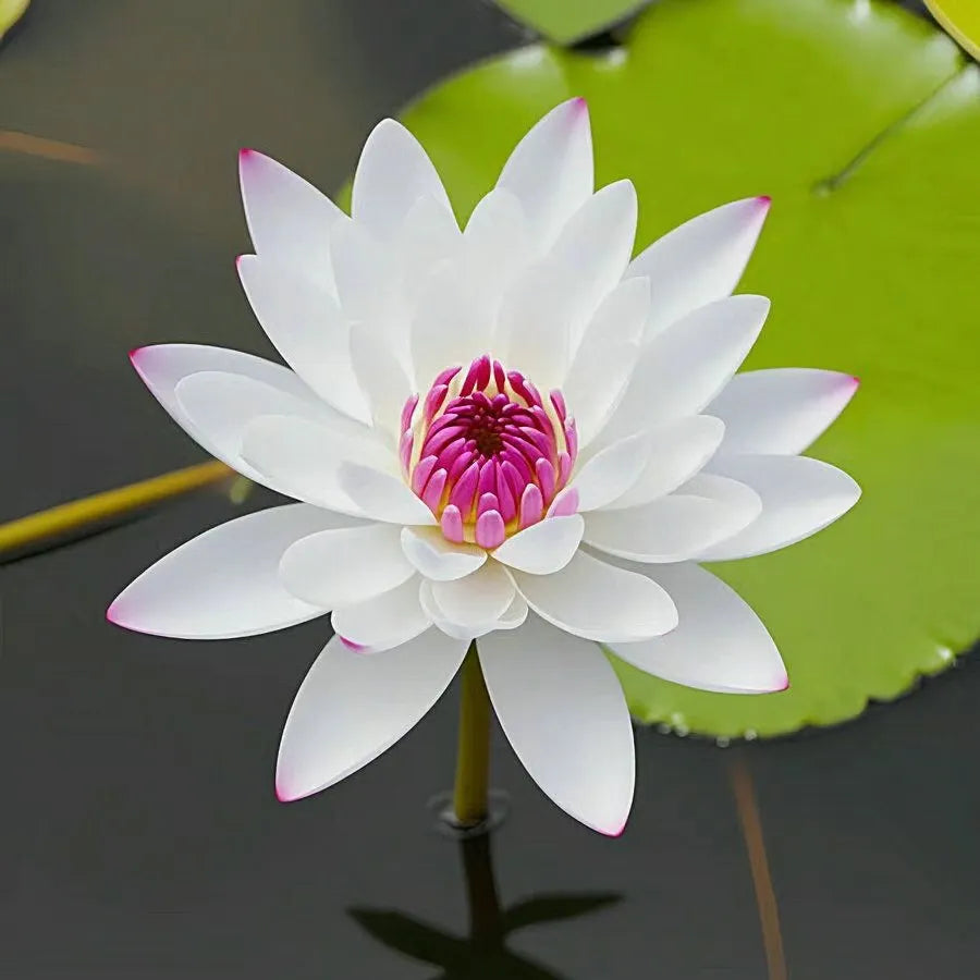🌸LAST DAY Promotion 50% OFF🌸 Hydroponic Lotus 🌸 | Fresh, Simple & Beautiful(🌱Survival Guaranteed: Free Replacements🌿)