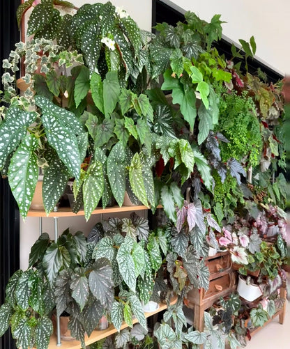 🔥Premium Begonia Seeds: A Rainbow of Blooms for Your Garden 🌈