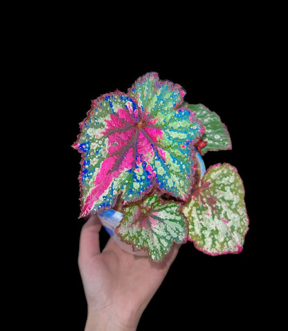 🔥Premium Begonia Seeds: A Rainbow of Blooms for Your Garden 🌈