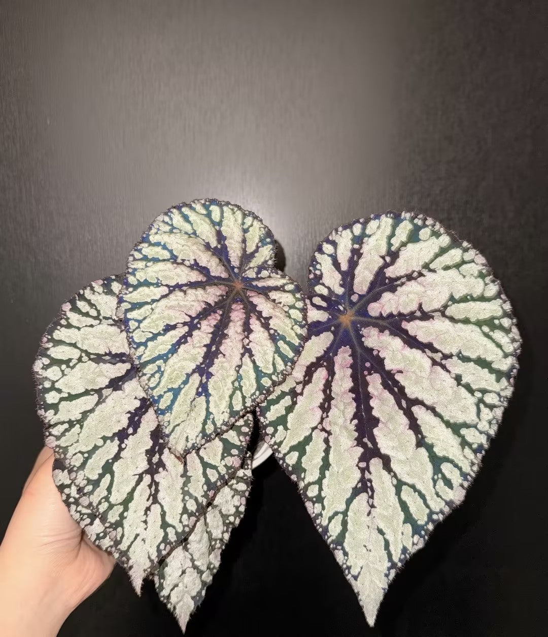 🔥Premium Begonia Seeds: A Rainbow of Blooms for Your Garden 🌈
