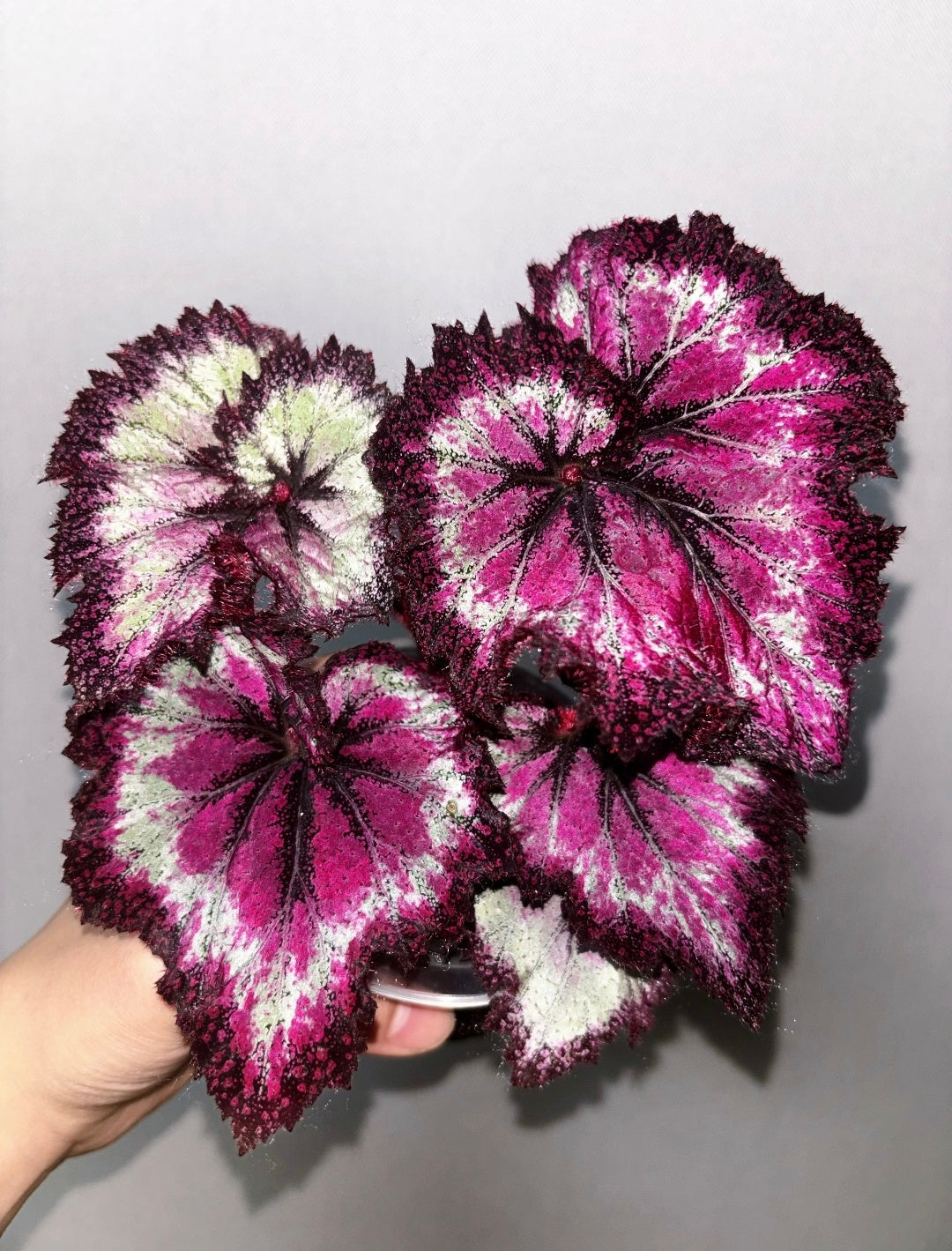 🔥Premium Begonia Seeds: A Rainbow of Blooms for Your Garden 🌈
