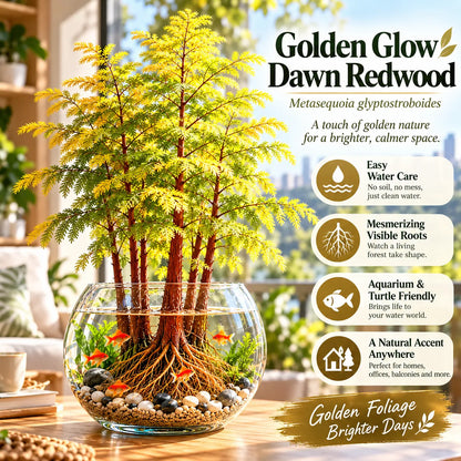 🎉 Hydroponic Dawn Redwood Bulbs - Metasequoia glyptostroboides