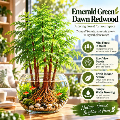 🎉 Hydroponic Dawn Redwood Bulbs - Metasequoia glyptostroboides