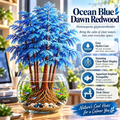 🎉 Hydroponic Dawn Redwood Bulbs - Metasequoia glyptostroboides