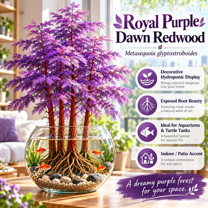 🎉 Hydroponic Dawn Redwood Bulbs - Metasequoia glyptostroboides