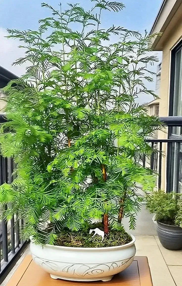 🎉 Hydroponic Dawn Redwood Bulbs - Metasequoia glyptostroboides