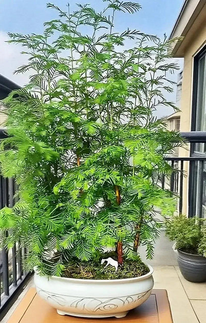 🎉 Hydroponic Dawn Redwood Bulbs - Metasequoia glyptostroboides