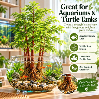 🎉 Hydroponic Dawn Redwood Bulbs - Metasequoia glyptostroboides