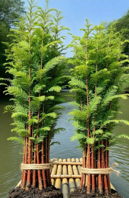 🎉 Hydroponic Dawn Redwood Bulbs - Metasequoia glyptostroboides