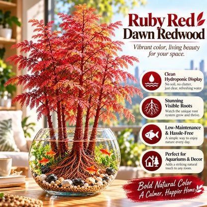 🎉 Hydroponic Dawn Redwood Bulbs - Metasequoia glyptostroboides