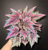 Green Robert Golden Begonia