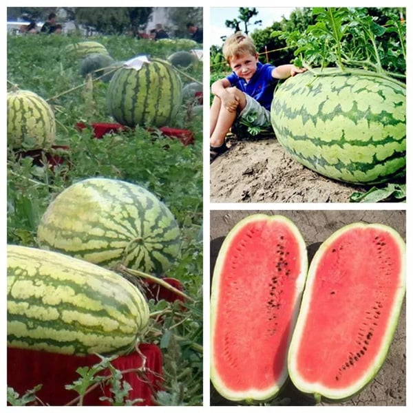 🔥🍉Lazy Man's Watermelon Seeds
