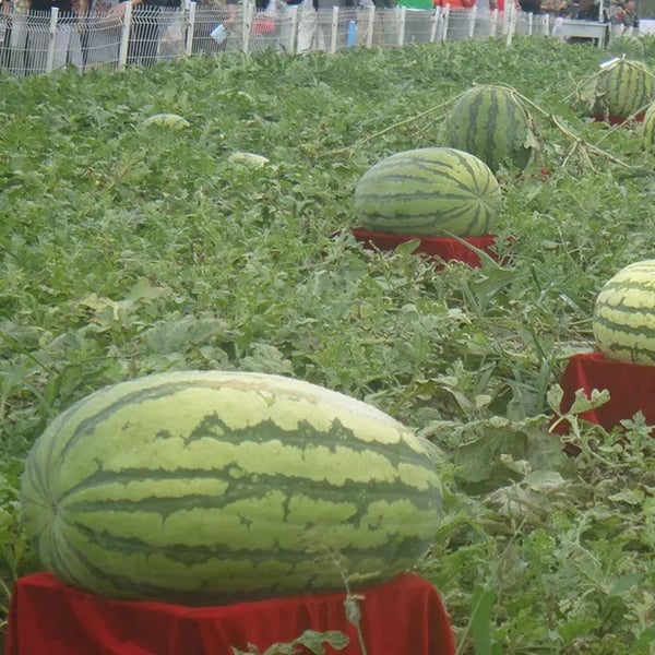 🔥🍉Lazy Man's Watermelon Seeds